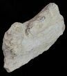 Mosasaur (Platecarpus) Jaw Section - Kansas #61476-4